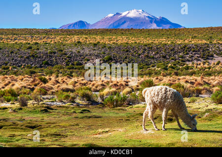 Blick auf Llama in der Bergwelt des Altiplano in Bolivien Stockfoto