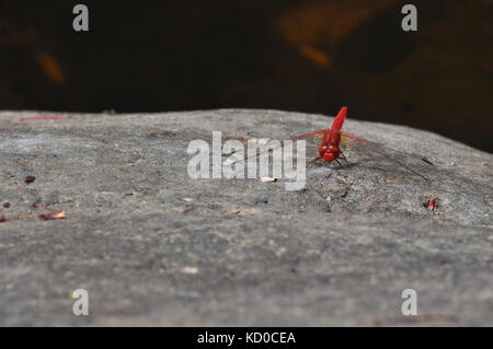 Scarlet percher (diplacodes haematodes) Bowling Green Bay National Park (Alligator Creek), Townsville, QLD, Australien Stockfoto