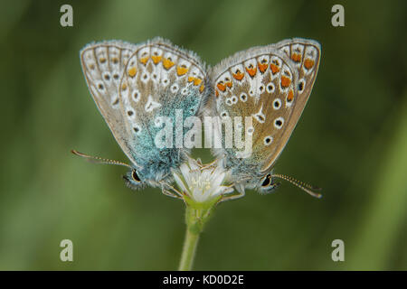 Männliche und weibliche Gemeinsame blaue Schmetterlinge (Polyommatus icarus) Paarung Stockfoto