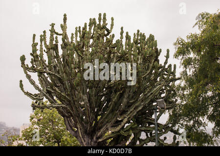 Hoch (kandelaber Baum) Euphorbia ingens Kaktus in einem städtischen Park. Stockfoto