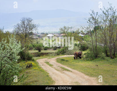 Idyllische Landschaft in der Ortschaft Uplistsikhe in der Nähe von Gori in Georgien im Frühling, von den grünen, blühenden Bäumen und Wildblumen grasende Kühe Stockfoto