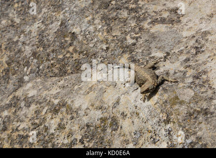 Getarnt Eidechse auf einem Flechten bedeckt Rock bei Uplistsikhe in Georgien (Kaukasus), wahrscheinlich Paralaudakia Kaukasus Stockfoto