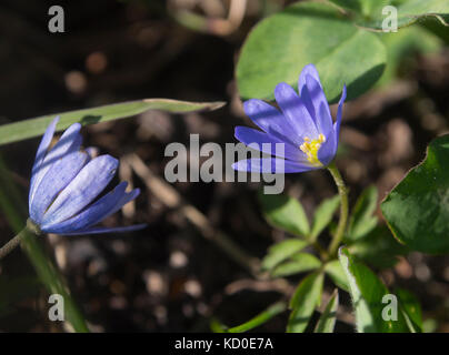 Anemone blanda, auch bekannt als Grecian cuneata, hier im Kleinen Kaukasus in Georgien fotografiert. Stockfoto