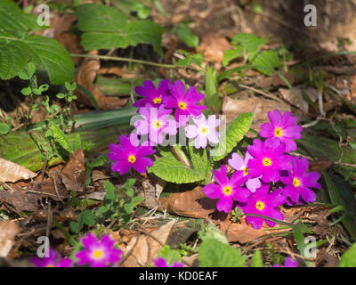 Primula vulgaris Subsp sibthorpii, rosa und lila Blüten leuchtende in der Abendsonne, Wildblumen in der Kleineren Kaukasus in der Nähe von Bakuriani in Georgien Stockfoto