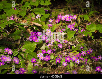 Primula vulgaris Subsp sibthorpii, rosa und lila Blüten leuchtende in der Abendsonne, Wildblumen in der Kleineren Kaukasus in der Nähe von Bakuriani in Georgien Stockfoto