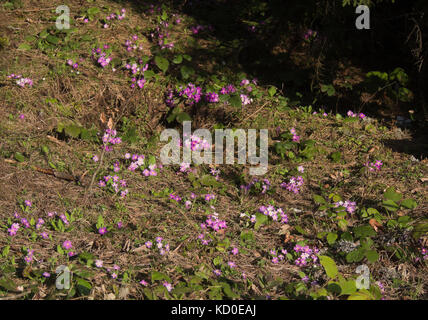 Primula vulgaris Subsp sibthorpii, rosa und lila Blüten leuchtende in der Abendsonne, Wildblumen in der Kleineren Kaukasus in der Nähe von Bakuriani in Georgien Stockfoto