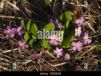 Primula vulgaris Subsp sibthorpii, rosa und lila Blüten leuchtende in der Abendsonne, Wildblumen in der Kleineren Kaukasus in der Nähe von Bakuriani in Georgien Stockfoto