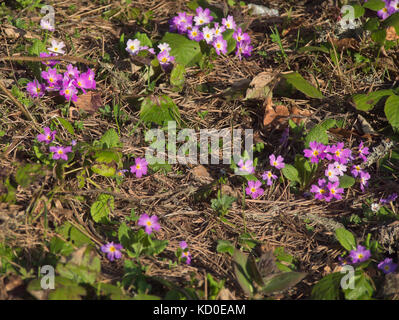 Primula vulgaris Subsp sibthorpii, rosa und lila Blüten leuchtende in der Abendsonne, Wildblumen in der Kleineren Kaukasus in der Nähe von Bakuriani in Georgien Stockfoto