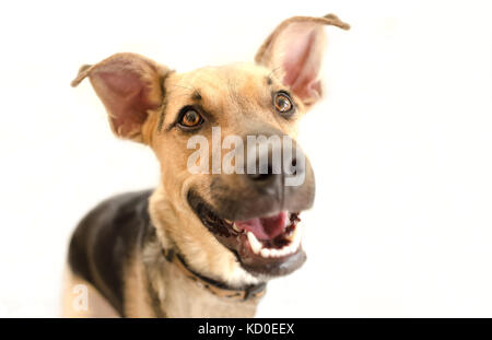 Glücklicher Hund isoliert ist ein sehr aufgeregt glücklich aussehenden Hund mit einem großen grossen Lächeln auf seinem Gesicht. Stockfoto