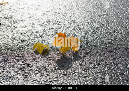 Paar Ahornblätter auf Asphalt. Stockfoto