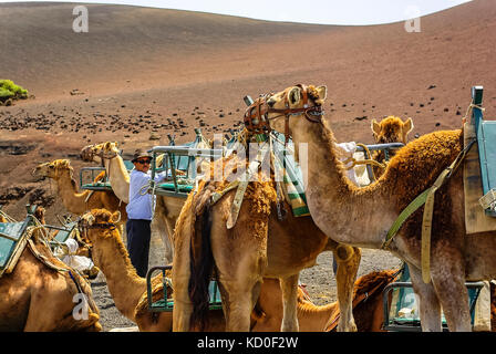 Kamele warten auf die nächste Fahrt mit Touristen am südlichen Rand des Timanfaya Nationalparks, Ruta de Los Volcanes, Lanzarote, Spanien. Stockfoto