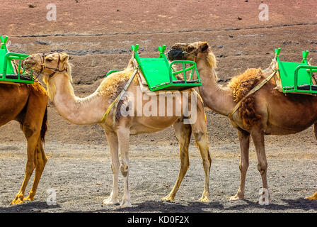 Kamele warten auf die nächste Fahrt mit Touristen am südlichen Rand des Timanfaya Nationalparks, Ruta de Los Volcanes, Lanzarote, Spanien. Stockfoto