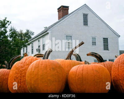 New England Pumpkin Farm auf Cape Cod MA USA Stockfoto