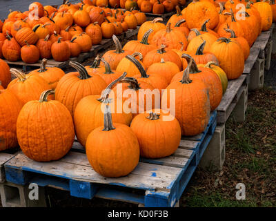 New England Pumpkin Farm auf Cape Cod MA USA Stockfoto