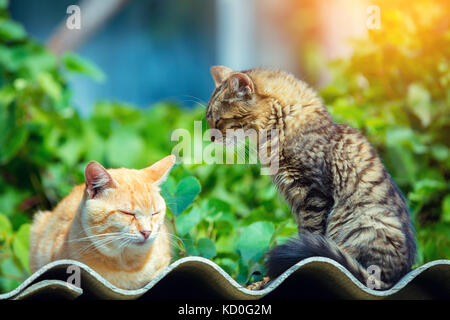 Zwei Katzen auf eine wellige Oberfläche outdoor im Weinberg im Sommer Stockfoto