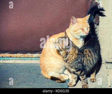 Eine Katze reibt gegen eine andere Katze im Freien in einem Hof Stockfoto