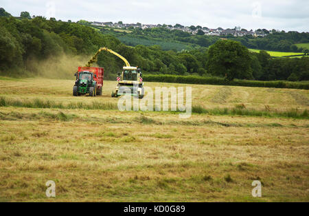 Silage auf Ein kornisches Rindfleisch Bauernhof Stockfoto