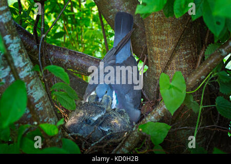 Ringeltaube (Columba palumbus) Fütterung der Küken im Nest Stockfoto