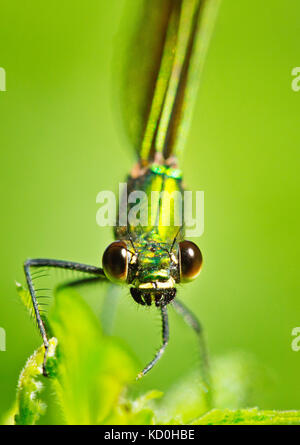 Weibliche schöne Demoiselle Dirne fliegen Calopteryx Virgo, Calopterygidae Stockfoto