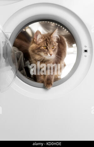 Norwegische Waldkatze in der Waschmaschine Stockfoto