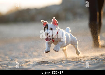 Jack Russell laufen am Strand Stockfoto