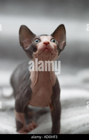 Tier Portrait von sphynx Cat suchen Stockfoto