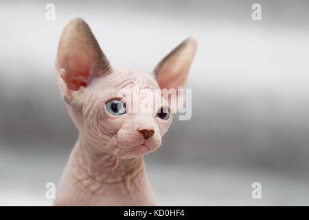 Tier Portrait von sphynx Katze weg schauen Stockfoto