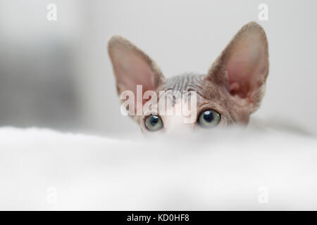 Sphynx kitten peeking Stockfoto