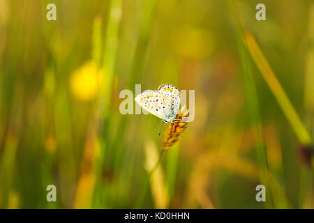 Eine weibliche Gemeinsame Blau (Polyommatus icarus) Schmetterling England Großbritannien Stockfoto