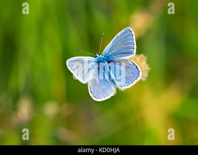 Männliche gemeinsame Blau (Polyommatus icarus) Schmetterling England Großbritannien Stockfoto