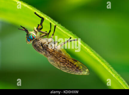 Kerbe - gehörnte Cleg-fly Haematopota pluvialis Stockfoto