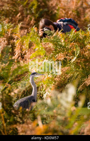 Bushy Park, London, UK. 8. Oktober, 2017. Ein Fotograf kauert in der Adlerfarn, Fotografieren ein Reiher, Herbst Sonntag Morgen, Bushy Park Credit: Amanda Rose/alamy leben Nachrichten Stockfoto