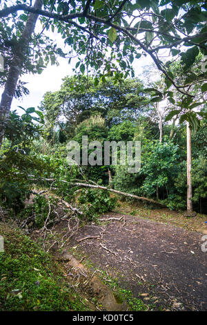 Bäume und elektrische Stromleitungen nach starken tropischen Sturmwind Beschädigung in der Nähe von El Valle de Anton, Panama. Credit: Urs Hauenstein/alamy leben Nachrichten Stockfoto