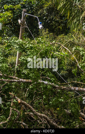 Bäume und elektrische Stromleitungen nach starken tropischen Sturmwind Beschädigung in der Nähe von El Valle de Anton, Panama. Credit: Urs Hauenstein/alamy leben Nachrichten Stockfoto