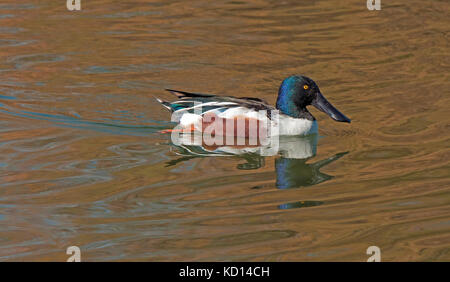 Nahaufnahme der männlichen Northern Shoveler Enten (Anas Clypeata) auf plätschernde Teich an Gilbert Wasser Ranch, einem beliebten birding Lage, Phoenix, AZ Stockfoto