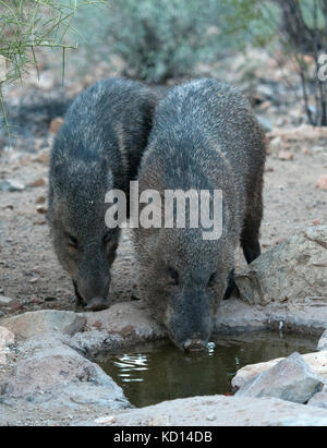 Collared peccary (Pecari tajacu) oder Javelina Trinken von Wasser Quelle in der Nähe von Saguaro National Park, AZ Stockfoto