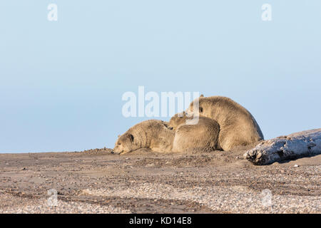 Säen Sie Eisbären (Ursus maritimus) und Jungtiere, die auf der Spuppe entlang der Beaufort-See auf der Barter Island in Kaktovik, Alaska, ruhen. Herbst. Nachmittag. Stockfoto