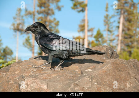 Kolkrabe (Corvus Corax), Yellowstone National Park, Wy. Stockfoto