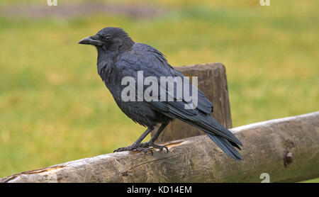 American Crow, (Corvus brachyrhynchos), Waterton National Park, Alberta, Kanada Stockfoto