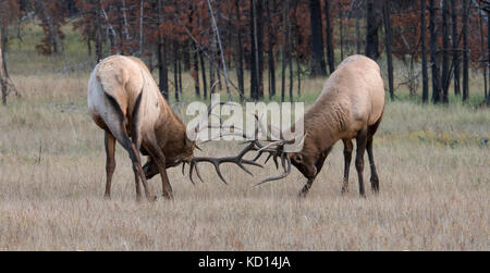 Stier (männlich) Elch, Wapiti (Cervus canadensis), spar während der brunft Jasper National Park, Alberta, Kanada kämpfen Stockfoto