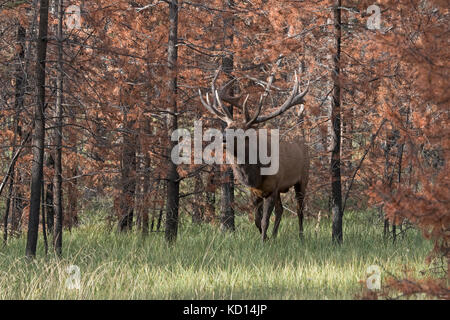 Bugling Stier (männlich) Elch, Wapiti (Cervus canadensis), Jasper National Park, Alberta, Kanada, in Verbrannter Wald Brandabschnitt Stockfoto