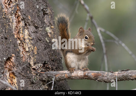 Eichhörnchen auf Zweig auf Viewer. (Tamiasciurus hudsonicus). Alberta, Kanada. Stockfoto