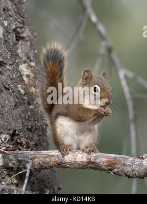Eichhörnchen auf Zweig auf Viewer. (Tamiasciurus hudsonicus). Alberta, Kanada. Stockfoto