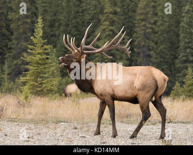 Bugling Stier (männlich) Elch, Wapiti (Cervus canadensis), Jasper National Park, Alberta, Kanada, entlang der Athabasca River Stockfoto