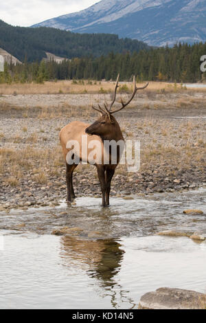 Stier (männlich) Elch, Wapiti (Cervus canadensis), Jasper National Park, Alberta, Kanada, entlang der Athabasca River Stockfoto