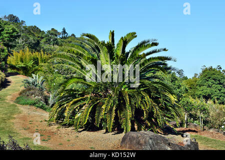 Encephalartos Anlage palm Immergrün wächst in subtropischen Cycad Stockfoto