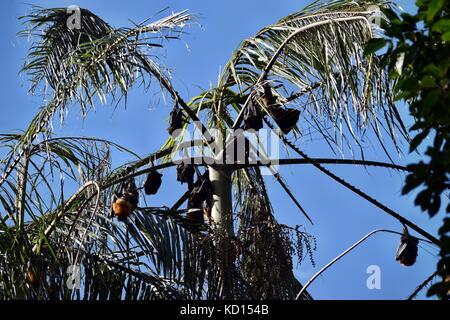 Gruppe von bat Flying Fox, (pteropus lylei oder pteropodidae) thront auf einer Palme im Regenwald Stockfoto