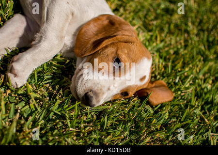 Süße weiße und braune Welpen Festlegung auf Gras Stockfoto