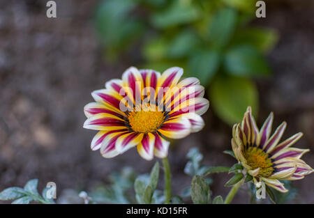 Nahaufnahme eines gazania Blume. Stockfoto