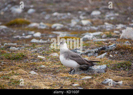 Parasitäre Jaeger (Eulen parasiticus), auch bekannt als Die schmarotzerraubmöwe oder parasitäre Skua Stockfoto